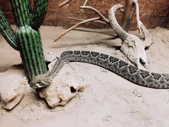 Upptäck och Lär om Våra Djur