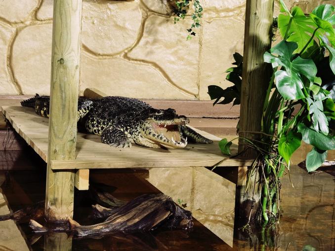 Upptäck och Lär om Våra Djur