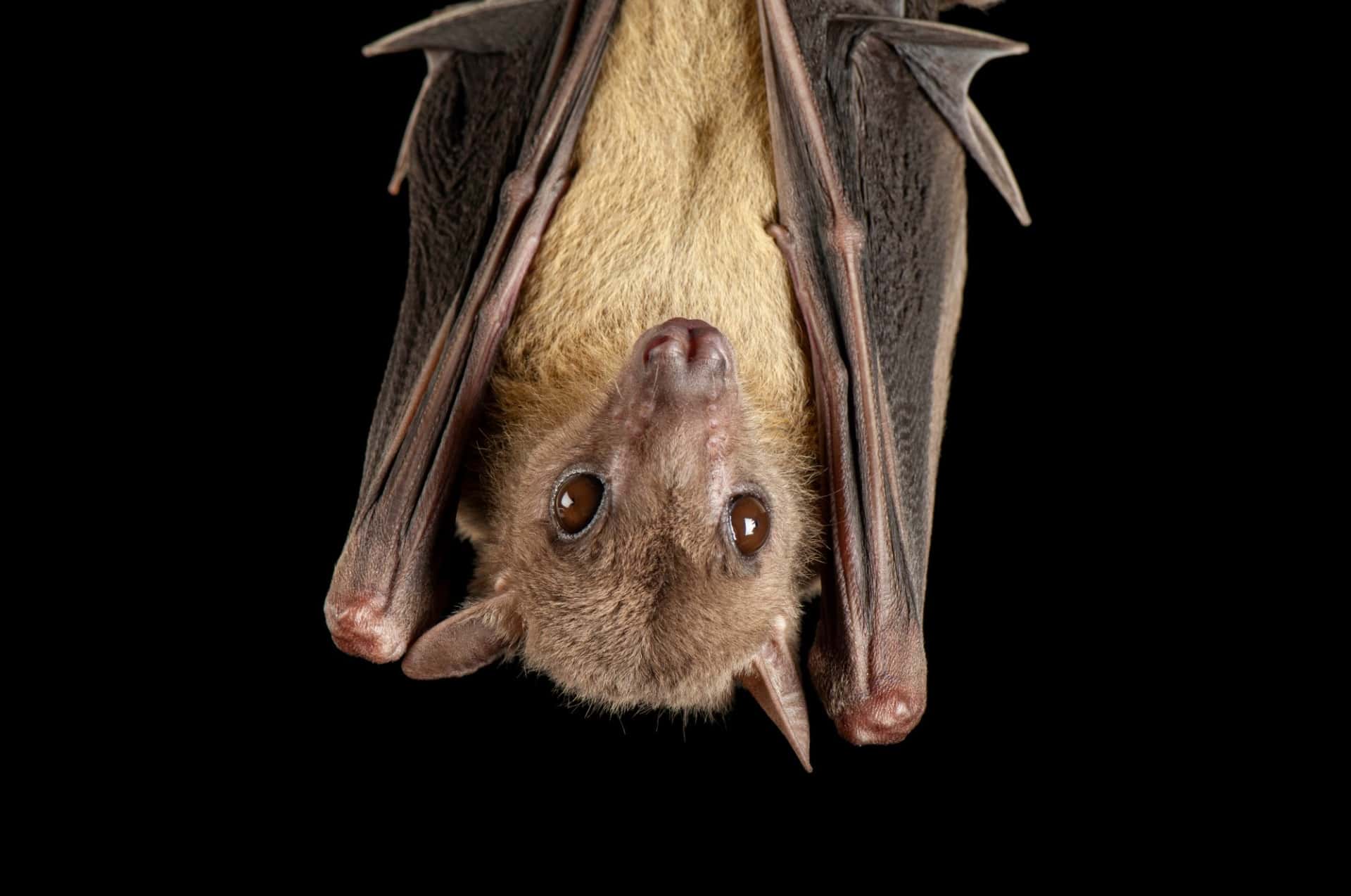 Upptäck och Lär om Våra Djur