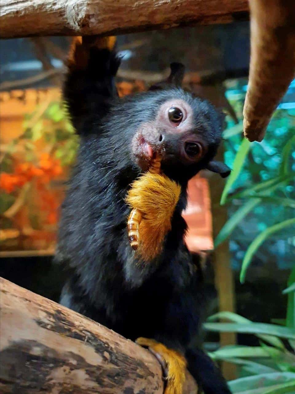 Upptäck och Lär om Våra Djur