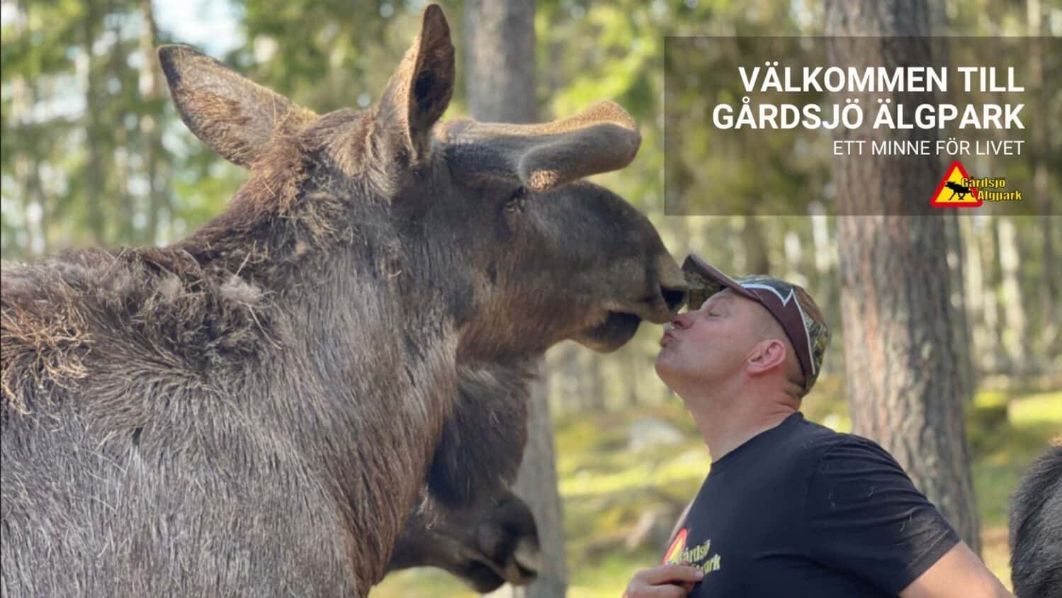 Gårdsjö Älgpark – Oförglömlig Naturupplevelse