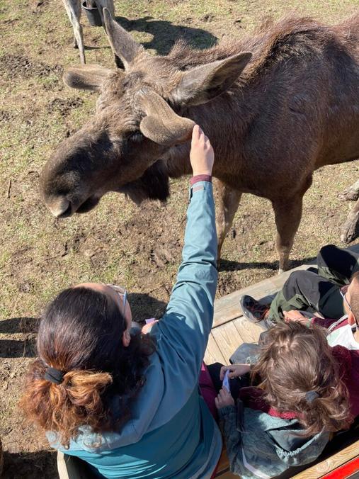 Gårdsjö Älgpark – Oförglömlig Naturupplevelse