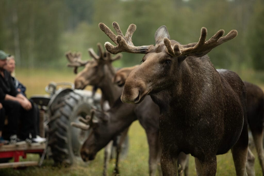 Gårdsjö Älgpark – Oförglömlig Naturupplevelse