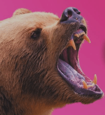 Säsongskort Guld 2026 -35% hos Skånes Djurpark