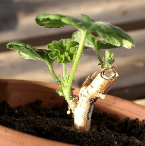 15 % rabatt hos Wexthuset