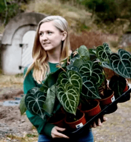 Klorofyllverket – Köp Gröna Växter Online