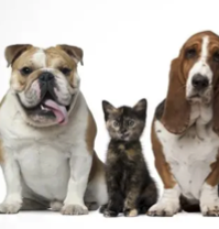 10 % rabatt hos Vetzoo