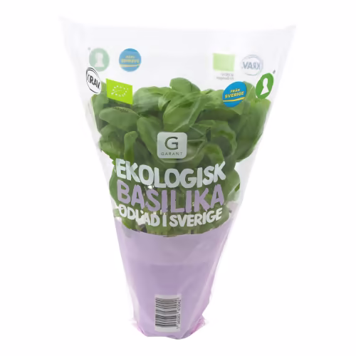 Ekologisk basilika i kruka.