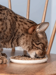 25 % på 3 första leveranserna av kattfoder hos Petgood