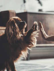 10 % rabatt på din första order hos Denjo Dogs