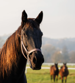 1 000 kr på hästförsäkring hos Sveland Djurförsäkringar