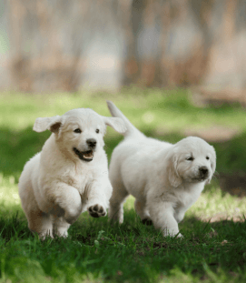 500 kr på hund-/kattförsäkring hos Svealand Djurförsäkringar