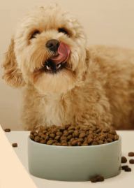 Få 30 % rabatt på första säcken hundfoder hos FirstVet