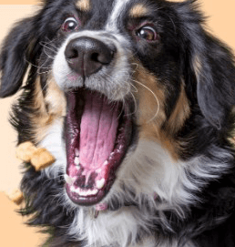 10 % rabatt på foder som inte är nedsatt hos VetApotek