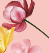 Upp till 200 kr rabatt hos Yves Rocher