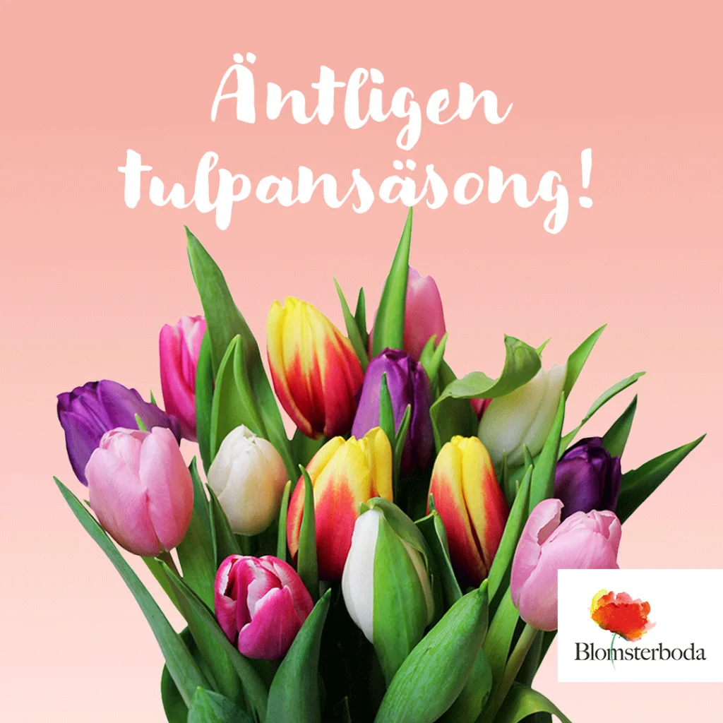 13‑pack mixade tulpaner med 20 kr rabatt