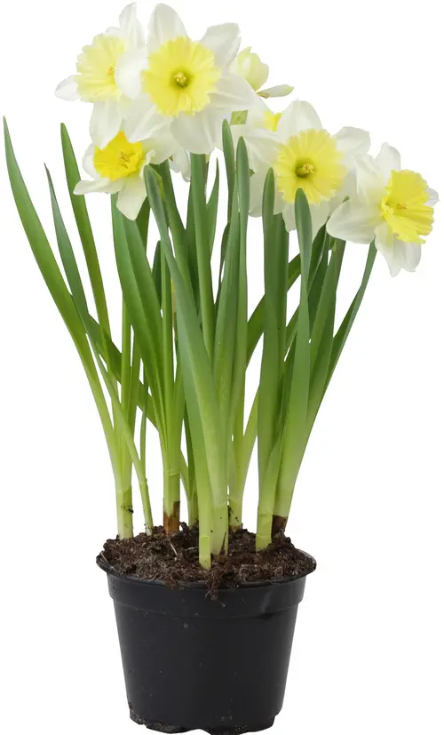 Blomsterboda vårlilja i kruka – fint pris hos City Gross