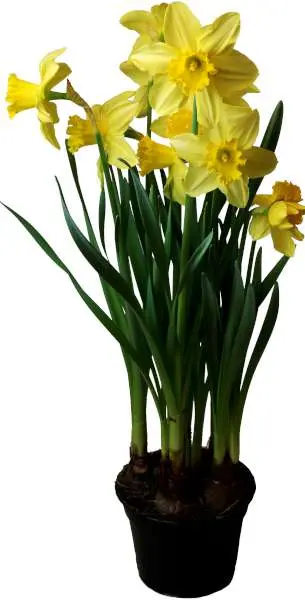 Blomsterboda påsklilja (Narcissus) – fint pris hos City Gross