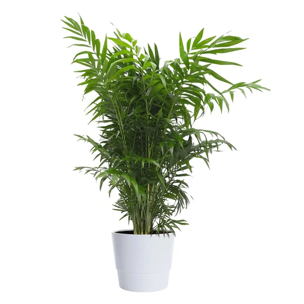 Bergpalm Plant 19 cm Pot