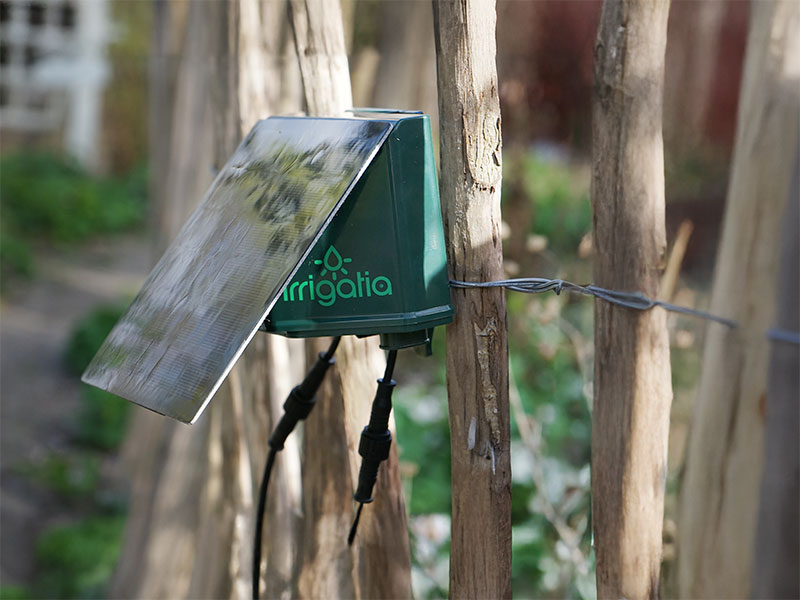 Ekologiska Tomatfrön 'Matina' Premiumkvalitet