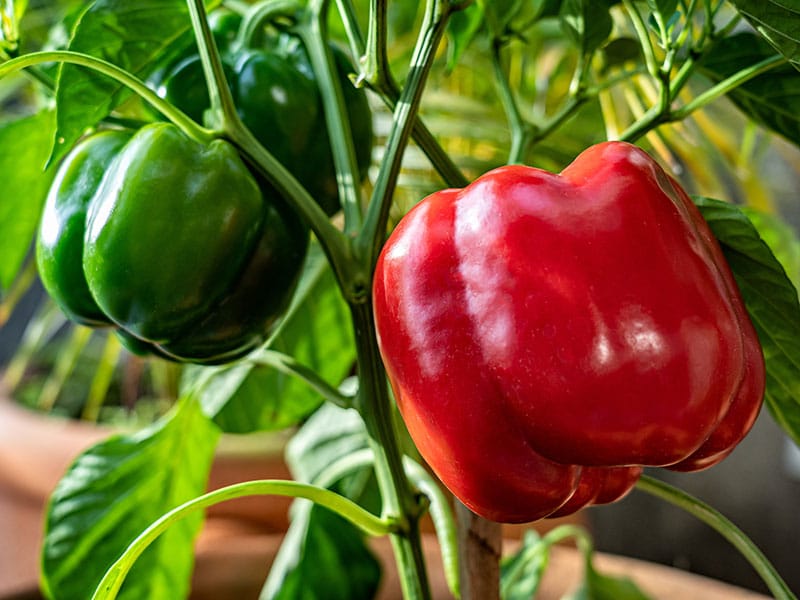 Ekologiska Tomatfrön 'Matina' Premiumkvalitet