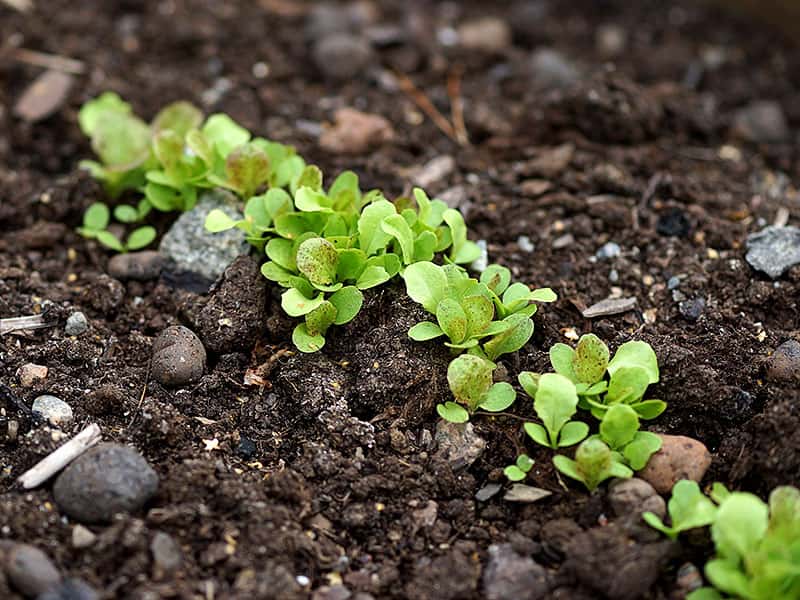 Ekologiska Tomatfrön 'Matina' Premiumkvalitet