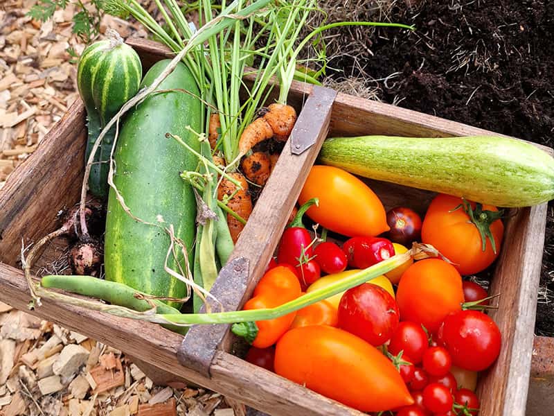 Ekologiska Tomatfrön 'Matina' Premiumkvalitet