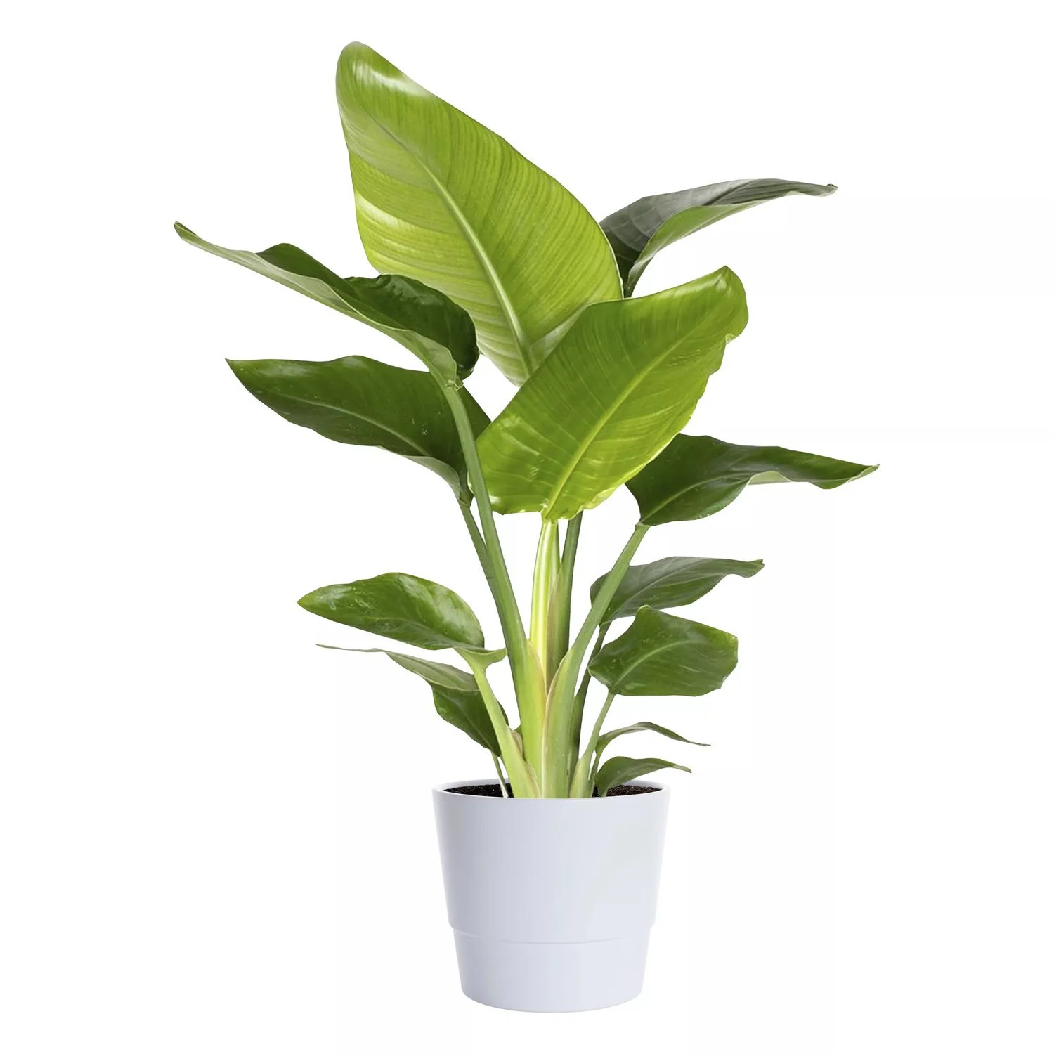 Vit Papegojblomma 50–60 cm Krukväxt