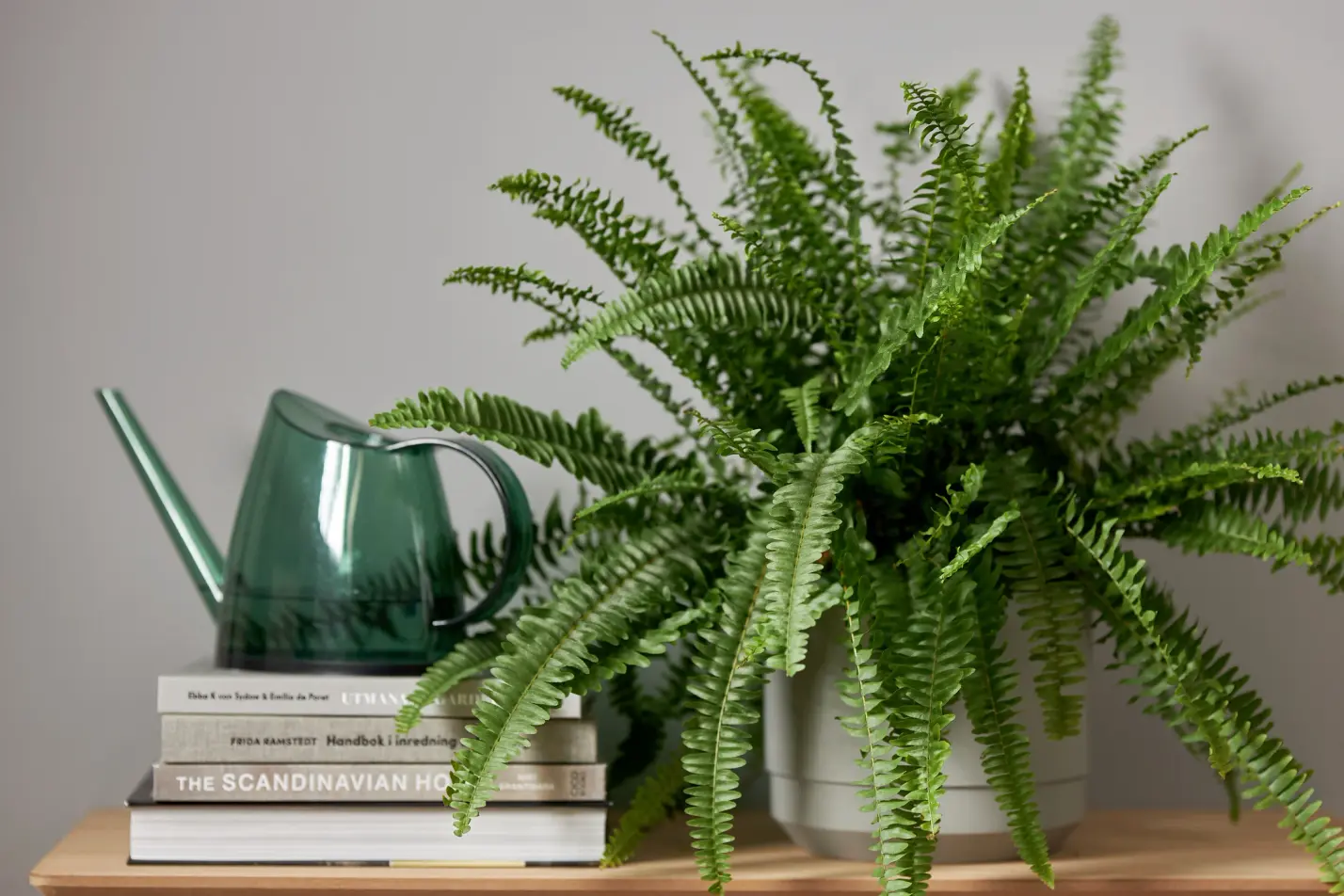 Vit Papegojblomma 50–60 cm Krukväxt