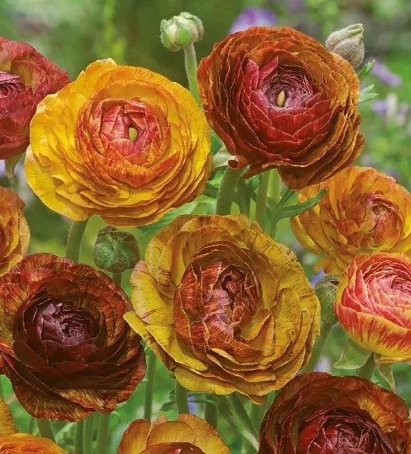 Bukettranunkel Mix 15-Pack Blommor