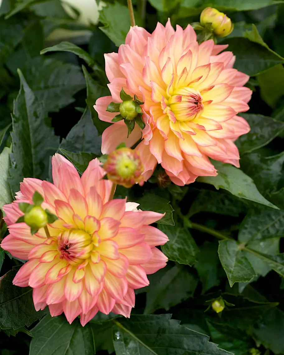 Bukettranunkel Mix 15-Pack Blommor