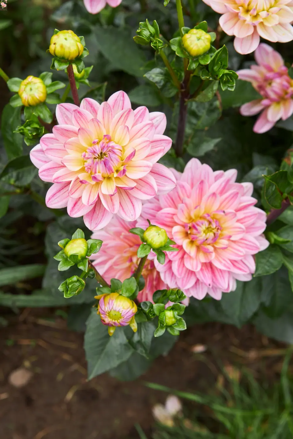 Bukettranunkel Mix 15-Pack Blommor