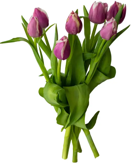 Blomsterboda tulpaner – 7-pack