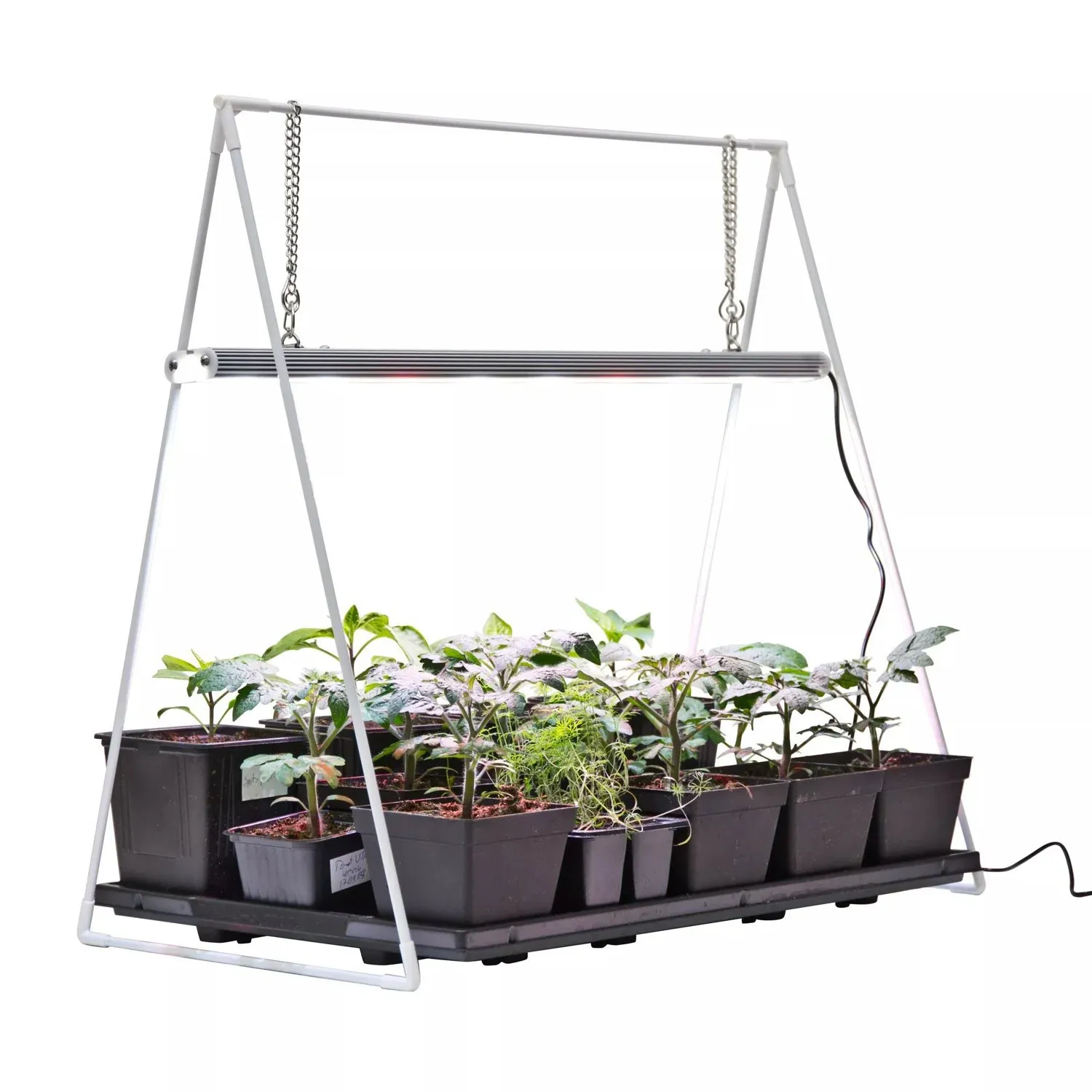 Aster King Size Apricot Seeds 20 pcs