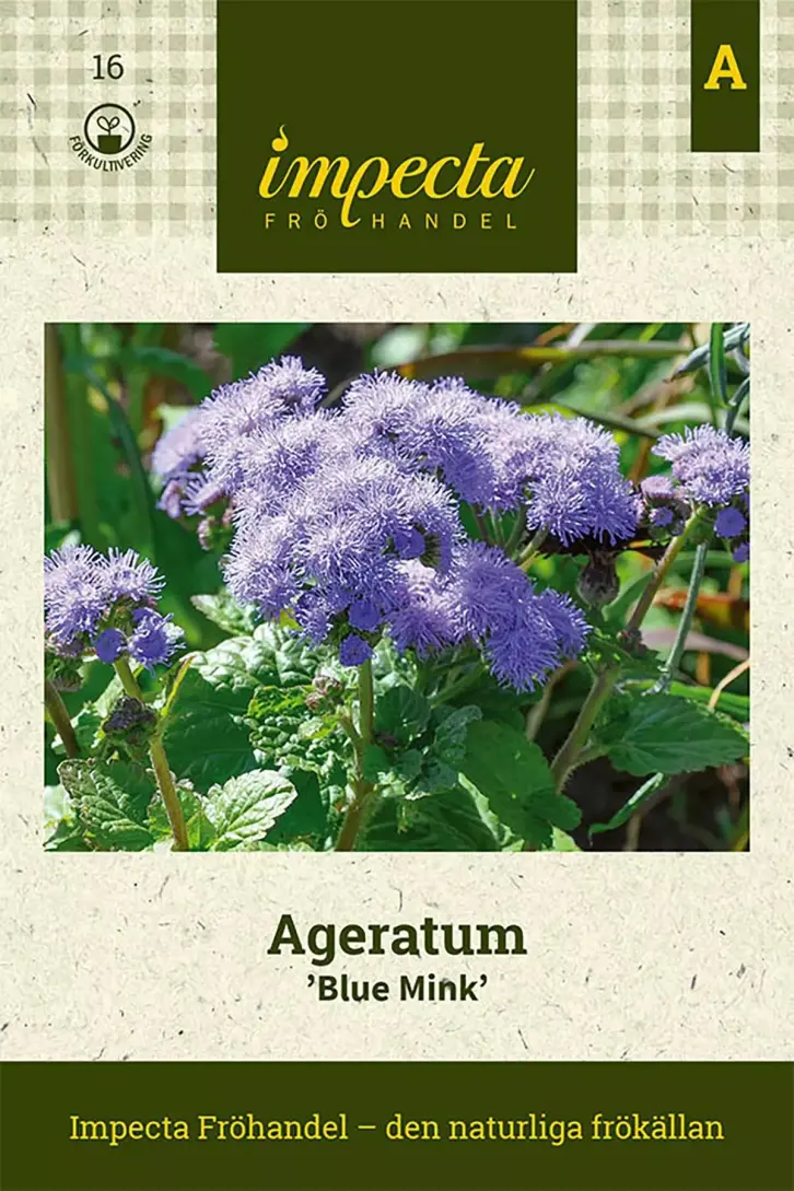 Aster King Size Apricot Seeds 20 pcs