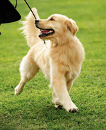 20 % rabatt vid köp över 700 kr hos VetZoo