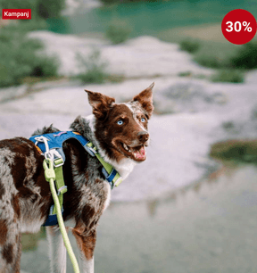 Vårrea hos VetZoo med 30 % rabatt