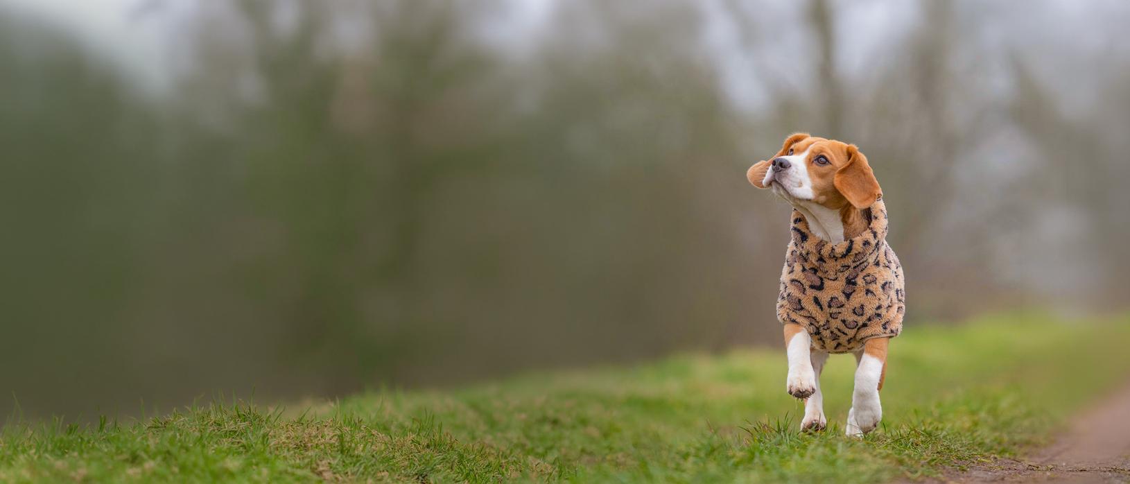 Med VetZoo rabattkod får du 20% rabatt!