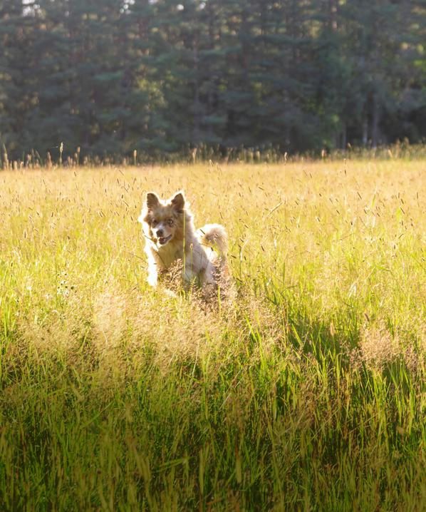 Med VetZoo rabattkod får du 20% rabatt!