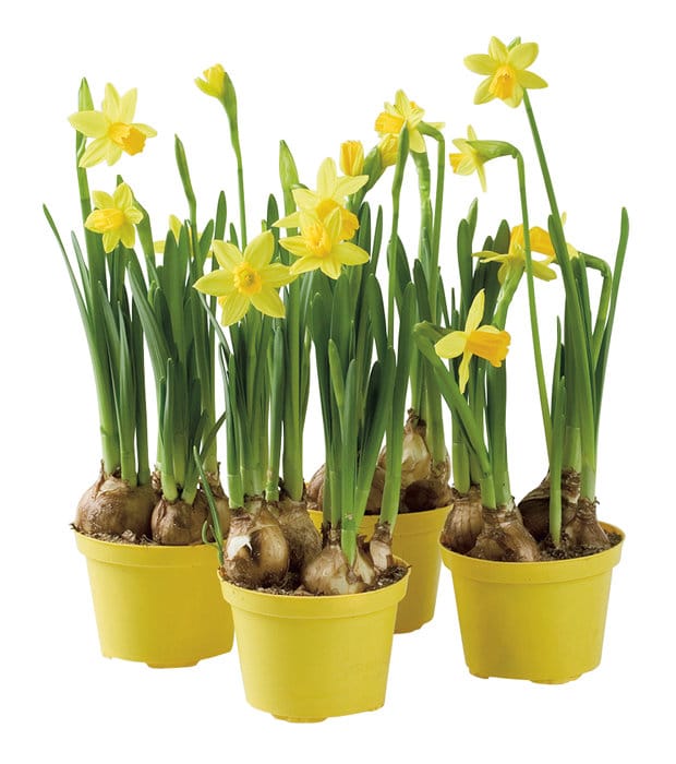 Påsklilja i Ø9 cm kruka