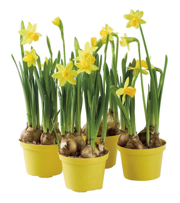 Påsklilja i Ø9 cm kruka