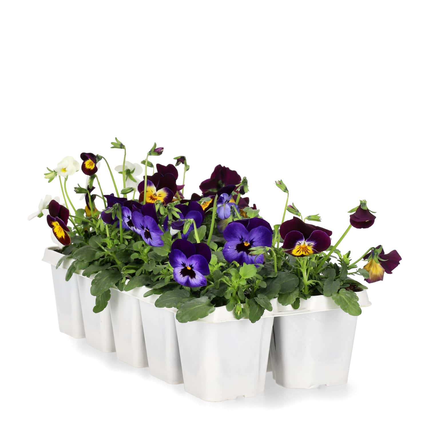 Pansy Småblommig 10-pack Flerfärgad