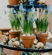 25 % rabatt på Trädgårdsmässan i Älvsjö