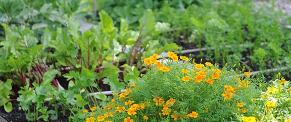 Premium fröer online med snabb leverans