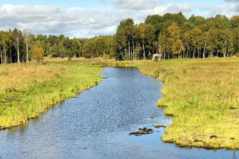 Skydda och Stöd Pollinatörernas Framtid