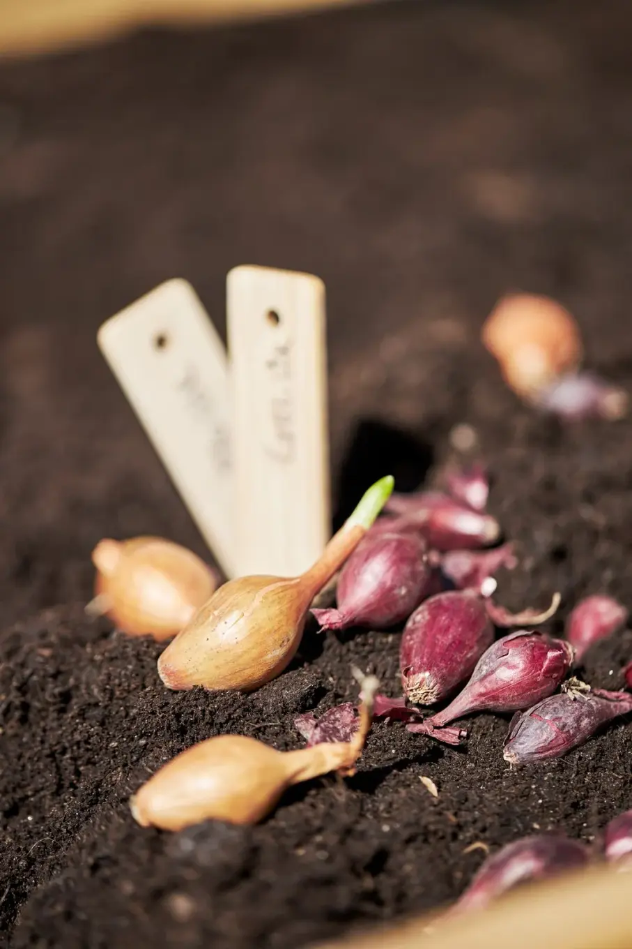 Veckans erbjudanden på växter och blommor
