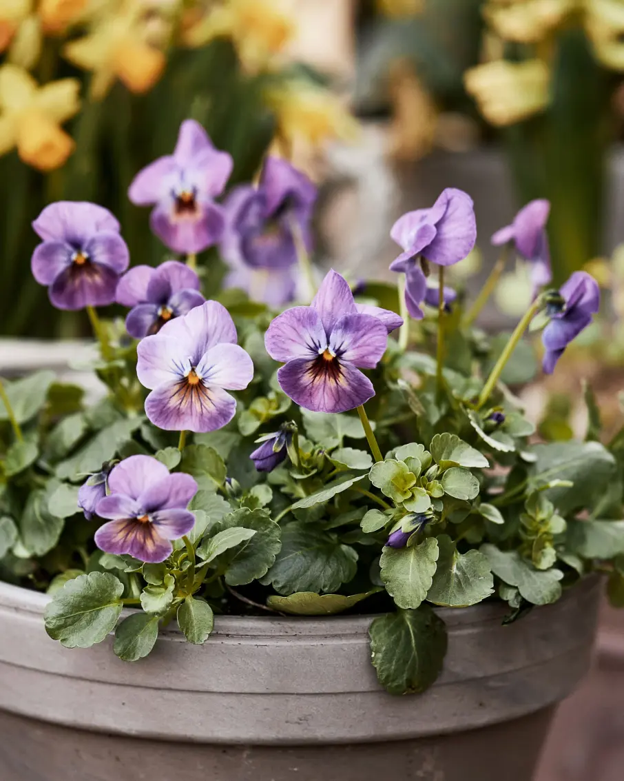 Veckans erbjudanden på växter och blommor