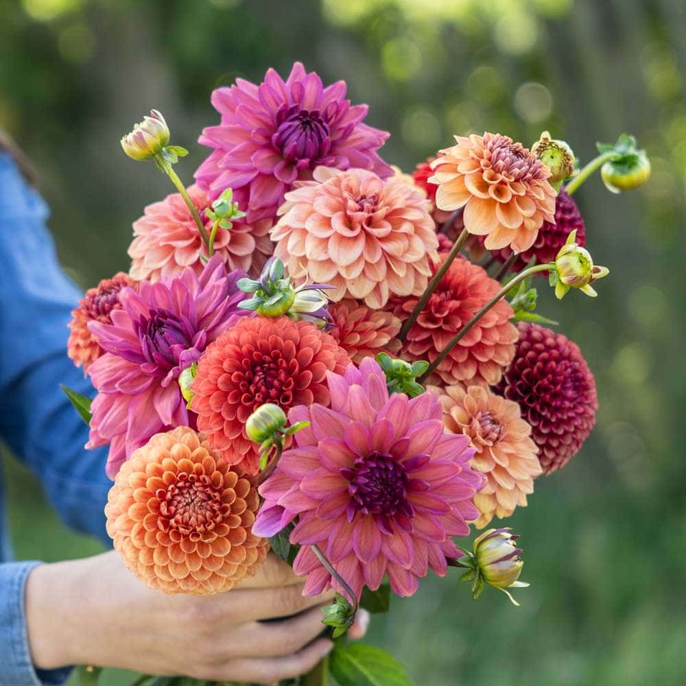 Dahliamix Campari Bloom Collection