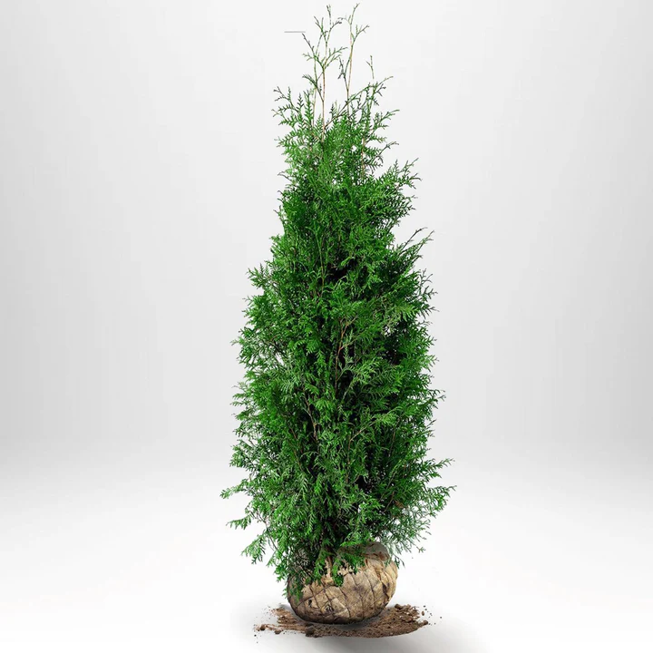Thuja Brabant 120–140 cm Häckväxt
