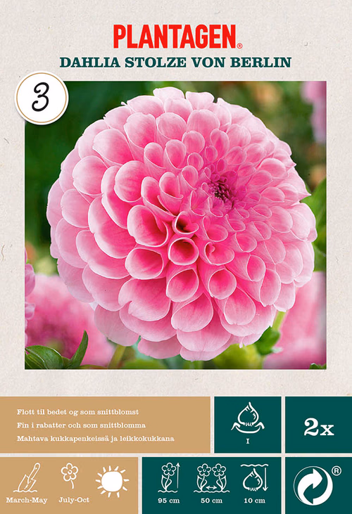 Pompondahlia 'Stolze von Berlin' Rosa 2‑pack